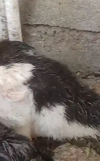 فروش ۵عدد مرغابی جوان و سرحال
