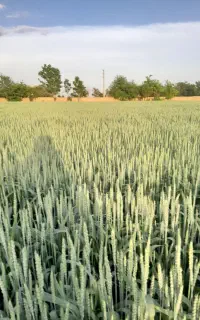 بذر گندم رقم لوجیکا