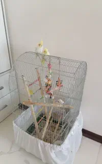 واگذاری 2 عدد عروس هلندی نر