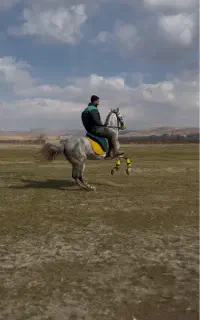 مادیون کرد ۴ ساله آبستن
