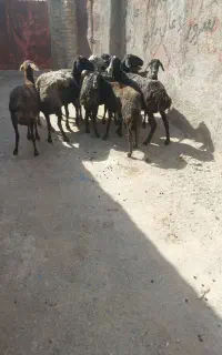 ۱۰ تا میش نیم گوشت میانسال