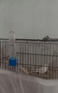 قفس