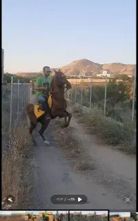 اسب کوردی
