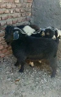 گوسفند درجه یک در مزار