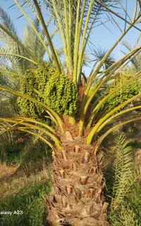 فروش پاجوش نخل خاصه مستقیم از باغدار