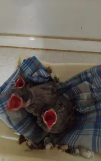 سره قناری