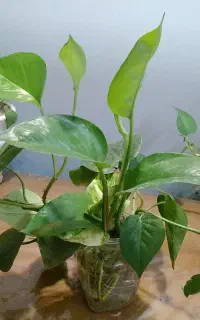 گل پتوس