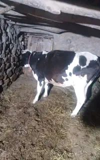 گاو