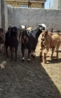 ۱۵راس بزغاله نر و ماده  تکی وکلی