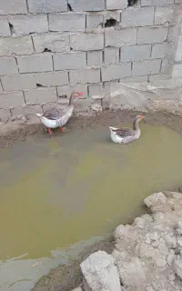 دوعددغاز