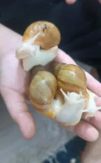 حلزون درمانی جهت کلاژن سازی برای پوست