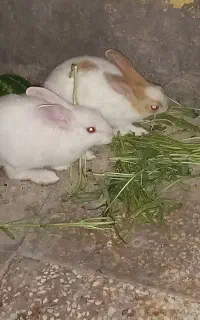 خرگوش