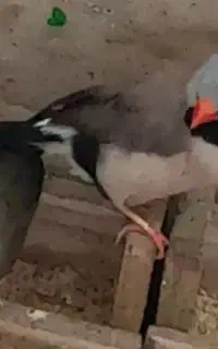 فنچ