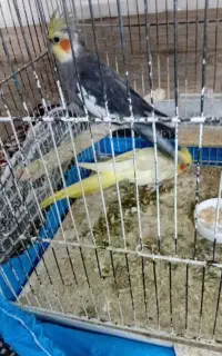عروس