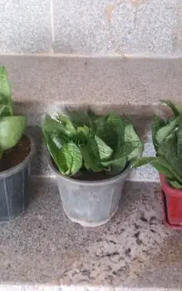 گل و گلدان