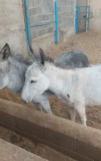 خر وکره خر