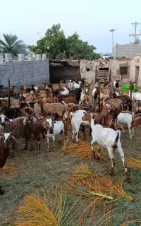 تعدادی  بز وگوسفد