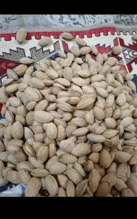 بادوم پوست کاغذی