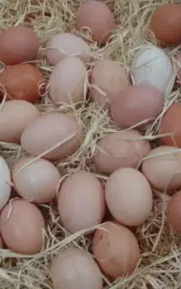 تخم مرغ نطفه دار لاری اصیل