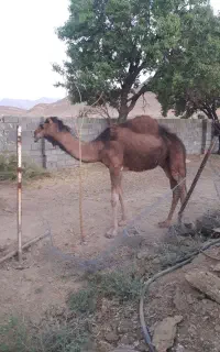 حره شتر