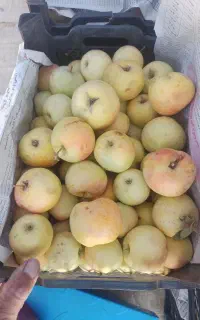 سیب
