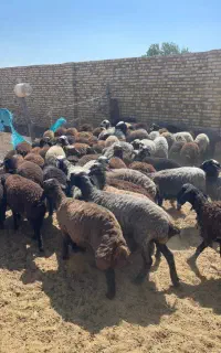 بره نر وماده اصل نژاد شال