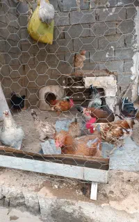 فروش مرغ و خروس محلی در لنده