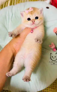 گربه مینیاتوری