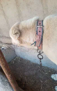 سگ سرابی