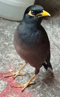مرغ مینا سخنگو رام
