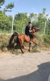 اسب نریان