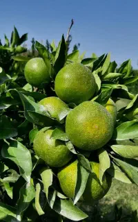 میوه سر درختی باغ شمارو اجاره میکنیم