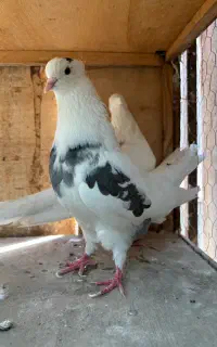 کبوتر پرشی