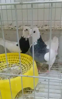 کبوتر