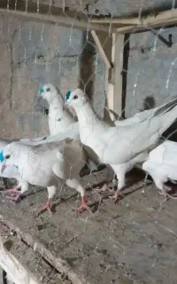 کبوتر پرشی