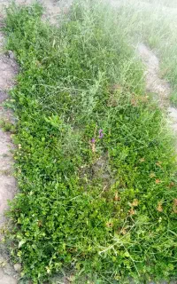 سبزی خوردن
