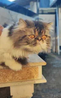 گربه پرشین