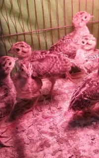 جوجه امریکایی