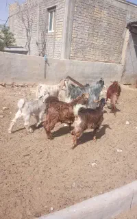کهره