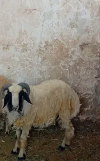 یک گوسفند نرچاق بزرگ
