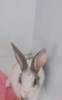 خرگوش