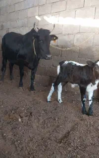 گاو گوساله‌دار