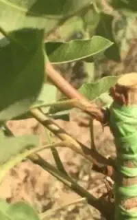 پیوند درخت پسته شکمی لوله ای