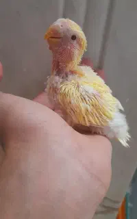 کوتوله سرلاکی اوپال سر نارنجی