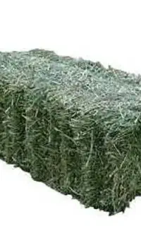 بسته شبدر