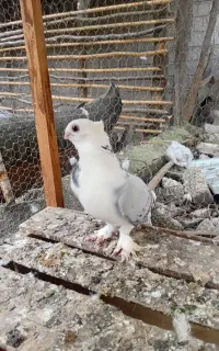کبوتر بلژیکی اصل