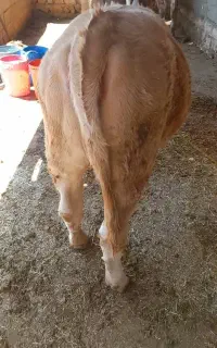 گوساله ماده شاروله