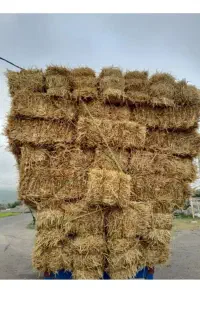 پرس گندم دیم بدون کود وسم ۴۰هزار تومان