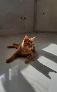 گربه واگذاری