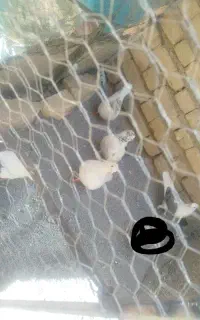 پرشی